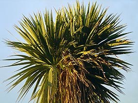 Cabbage trees are a common colonising species in Southland.