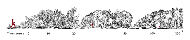 Stages of forest development over time (image by Lloyd Esler).