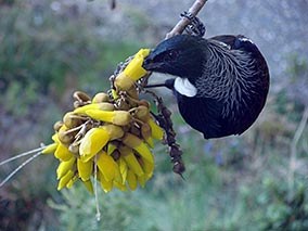 Tui feeding on kowhai at Rance’s place.