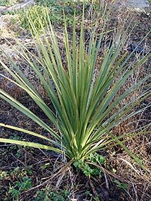 Cabbage tree.