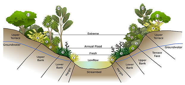 Vegetation profile for streams, rivers and ponds.