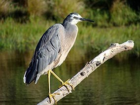 White-faced heron at Rance’s pond.