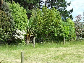 Fenced shelterbelt.