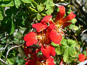 Chilean flame creeper - a perennial vine.