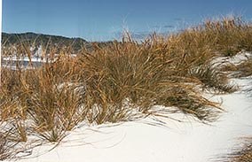 Native Pingao growing on sand dunes.