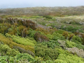 Coastal Shrubland at Bluff Hill