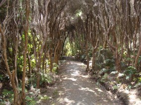 Manuka Shrubland at Bluff Hill