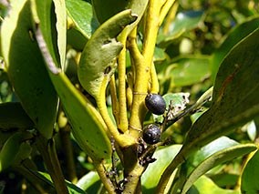 Broadleaf with mature, black fruit.