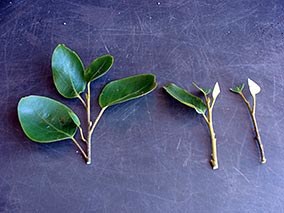 Broadleaf cuttings showing stages to reduce plant material.