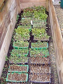 Keep cuttings in cloche or frame until rooted.