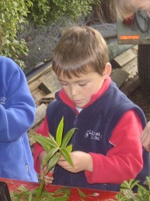 Limehills School children learn how to take cuttings.