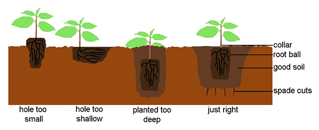 How best to place your plant in the ground.