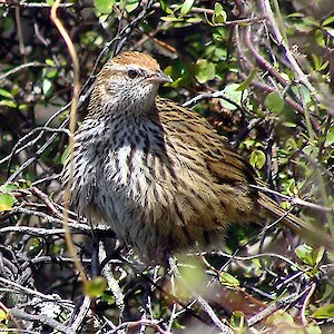 A fernbird