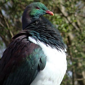 Native kereru at Rances