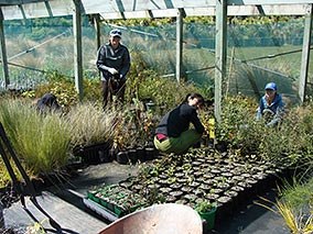 Nursery volunteers in the shadehouse.