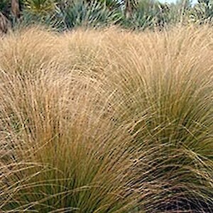 red tussock