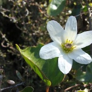 Native clematis October 2011