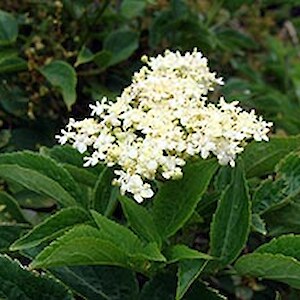 Elder flowers November 2011