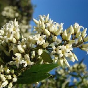 Native jasmine November 2011