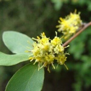 Olearia fragrantissima flowers November 2011