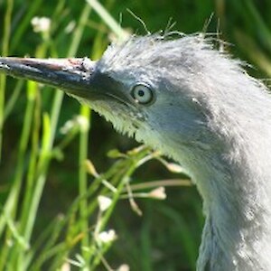 Fluffy the heron