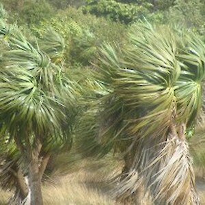 Cabbage trees in the wind