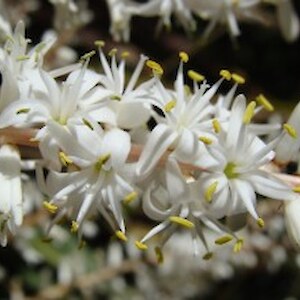 Cordline banksii flowers December 2011