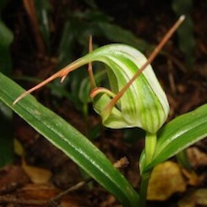 Green hooded orchid - Mores Reserve Riverton December 2011