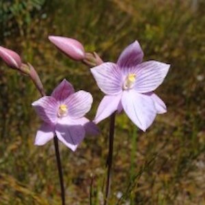 Sun orchid Waituna lagoon January 2010