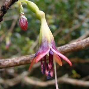 Fuchsia flowers