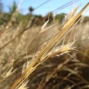 Red Tussock Seed February 2012