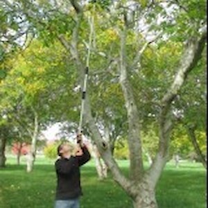 Brian coaxing down walnuts!