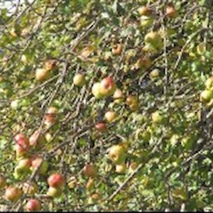 A laden wayside apple tree