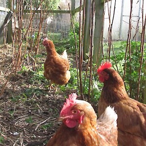 Chickens doing my weeding in the raspberry cage