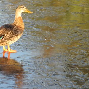 A very confused duck