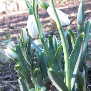 The first snowdrops - 10th July 2015 - first sign of spring?