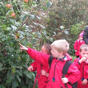 Discovering the apples