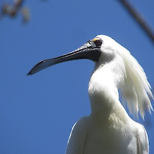 Royal spoonbill at Okarito