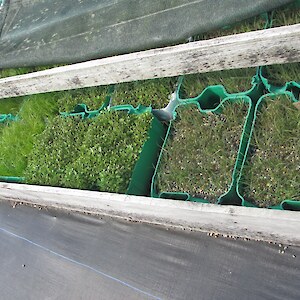 seedlings ready for pricking out