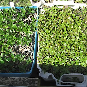 Coprosma lucida and wineberry