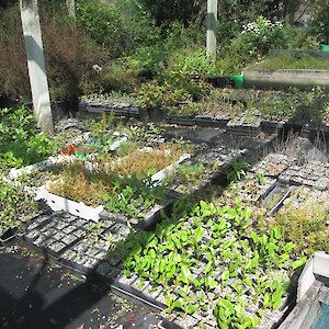 Seedlings ready for repotting