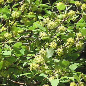 Olearia fragrantissima