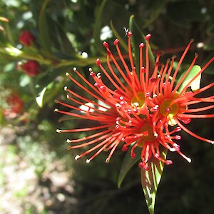 One of our planted rata flowering for the first time