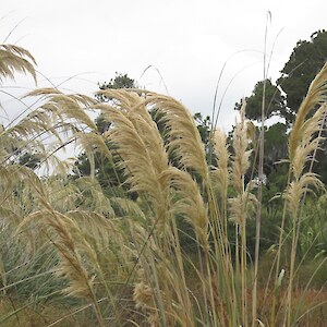 Toe toe seed ready to collect