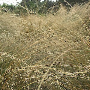 Red tussock seed ready to collect