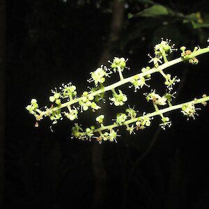 Pate (Shefflera digitata) still flowering