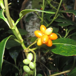 Coprosma lucida