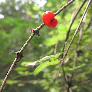 Coprosma rotundifolia