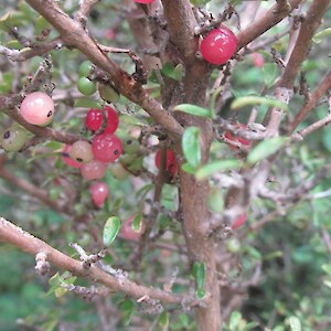 Coprosma dumosa