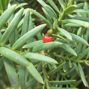 A few totara seeds around